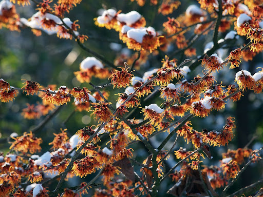 Seasonal Flower Service